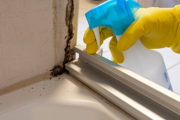 Best Mold Removal and Inspection  in West Hills, PA