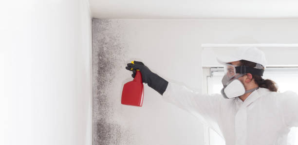 Mold Removal and Inspection in West Hills, PA