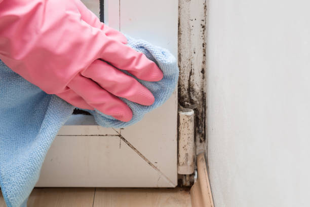 West Hills, PA Mold Removal Company